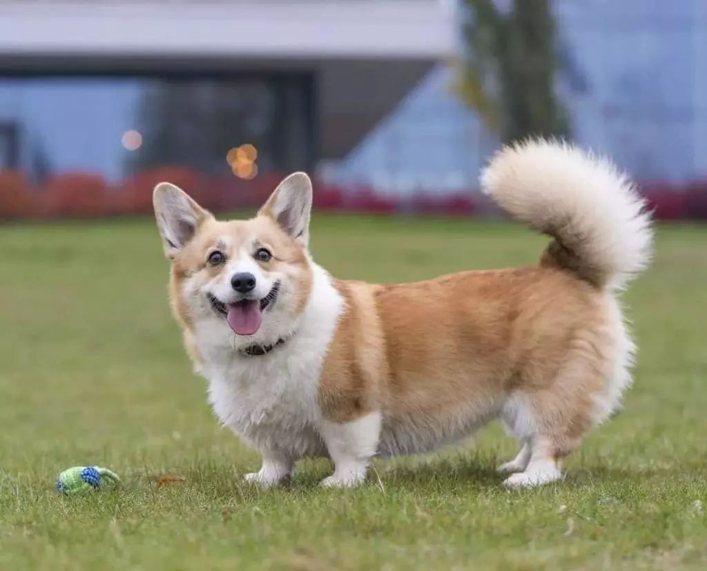 狗狗品种大全及介绍了解一下,狗狗品种怎么挑选最好看