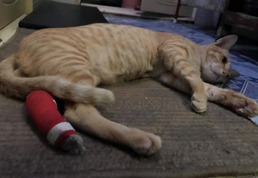 猫崽眼睛流脓怎么办,猫流脓鼻涕用什么药