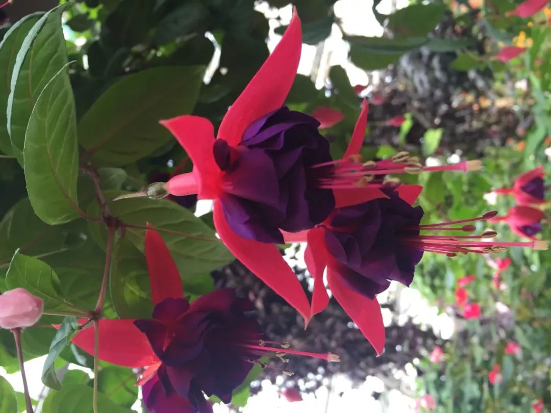 江阴嘉茂国际花鸟园,江阴嘉茂国际花鸟园什么时候再开