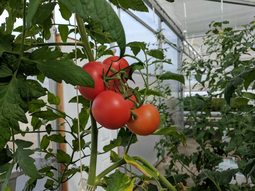 无土栽培用的营养液的成分,无土栽培营养液有什么