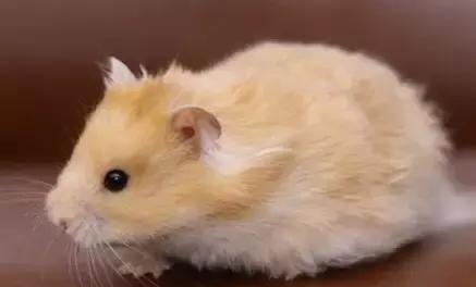 仓鼠种类大仓鼠,仓鼠的详细资料仓鼠的种类