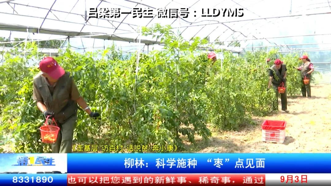 柳林：科学施种“枣”点见面