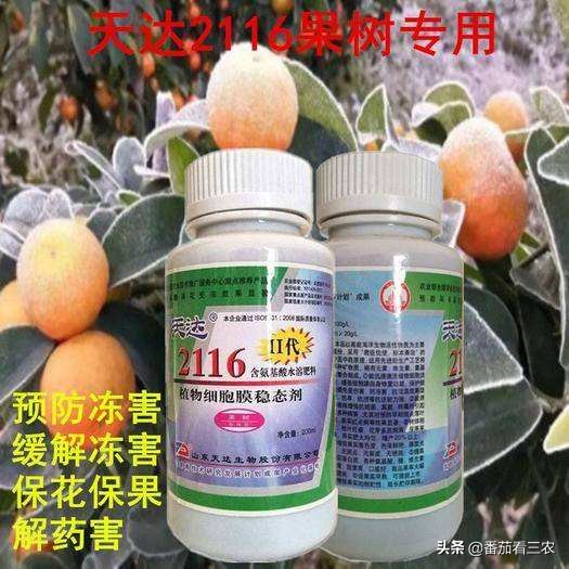 冬枣裂果最佳治疗方案,枣树防裂果方法