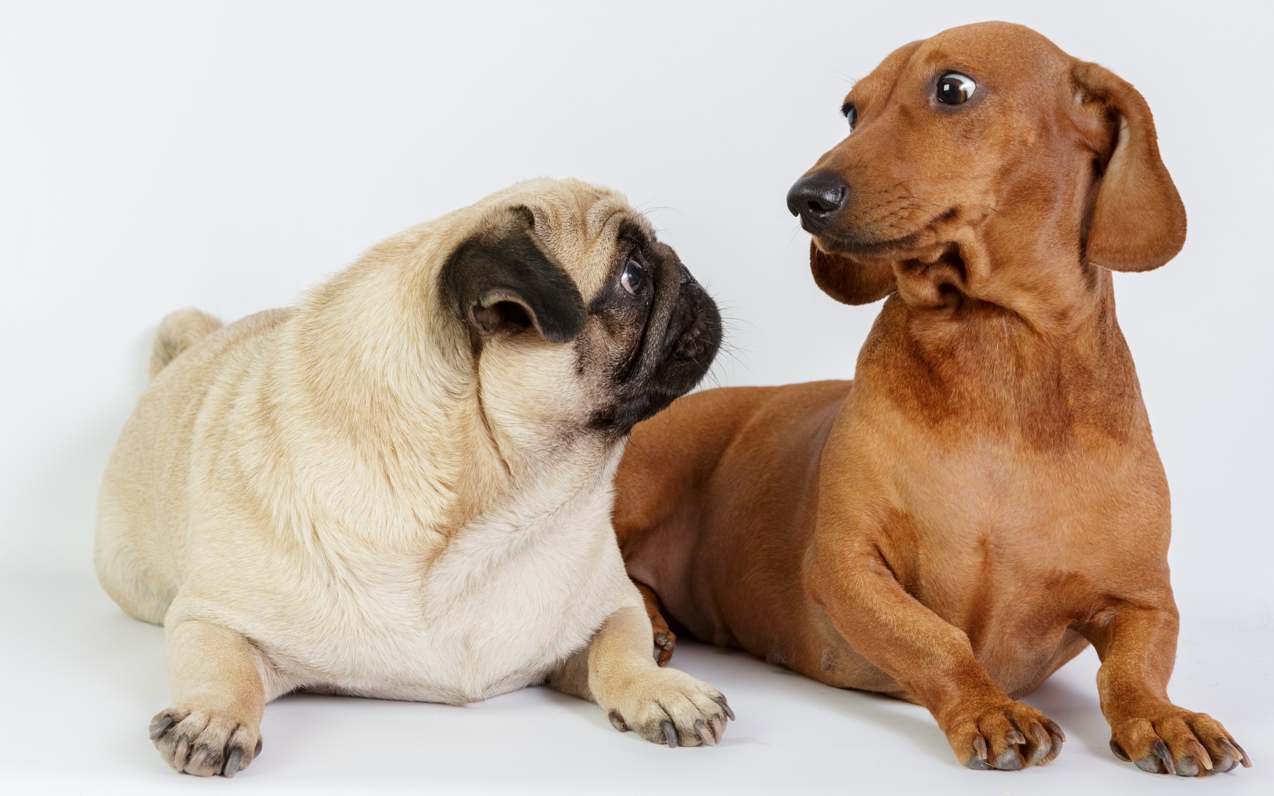 狗狗犯错了怎么正确的教训,狗狗犯错后如何正确告诉它犯错了