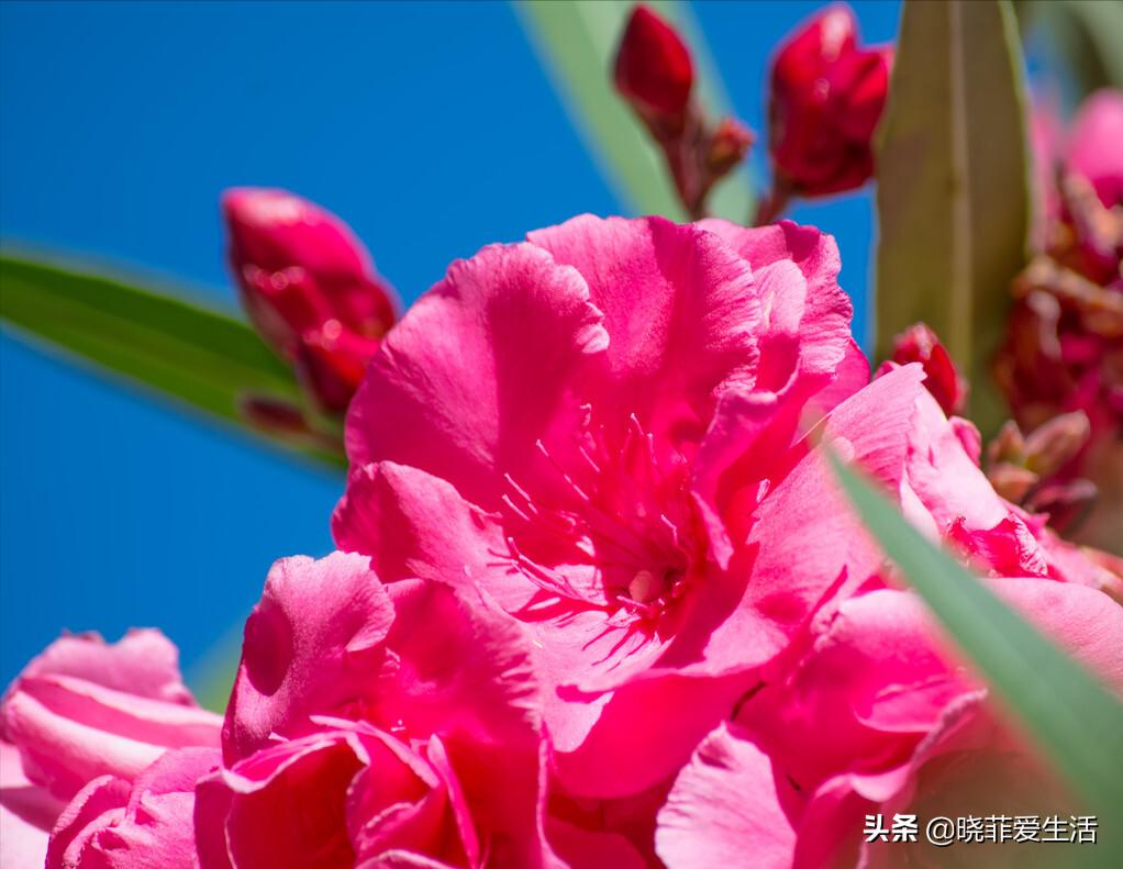哪些花气味有毒不能养,哪10种花有毒