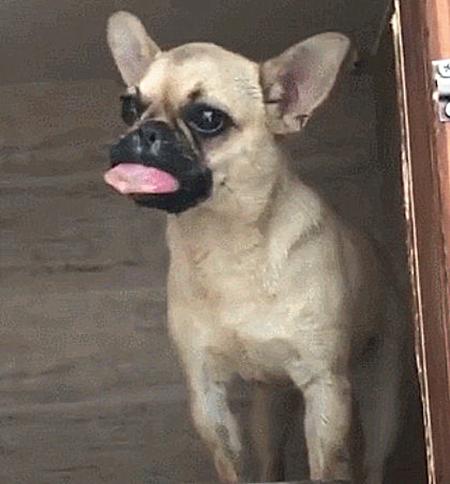 狗狗被马蜂蛰了表情包什么意思,狗狗树下贪玩被马蜂蜇成表情包