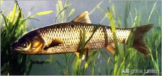 吃鱼有哪些不能吃的,吃鱼的禁忌什么食物