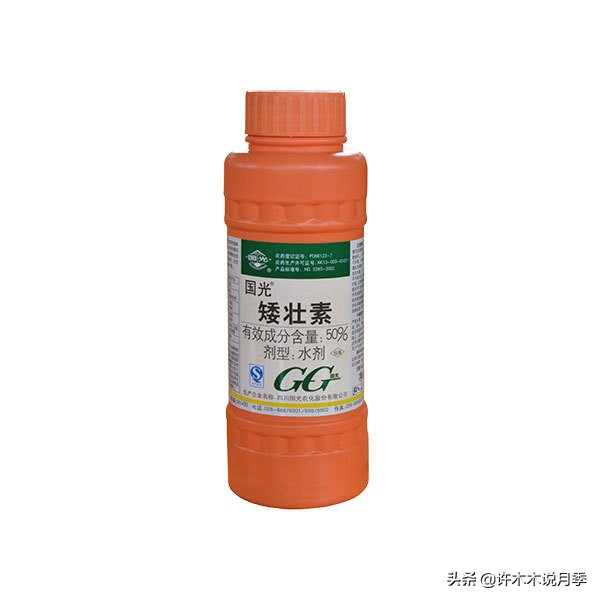 月季长得太高能用矮壮素吗,月季长得一边高一边矮怎么办