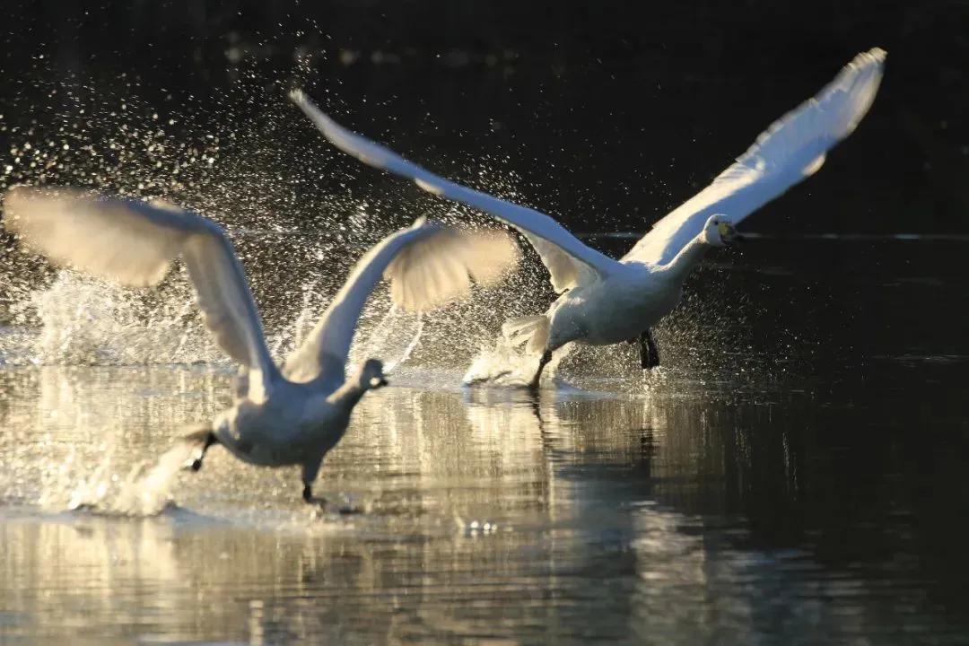 红嘴鸥到哪了,今年的红嘴鸥来了吗