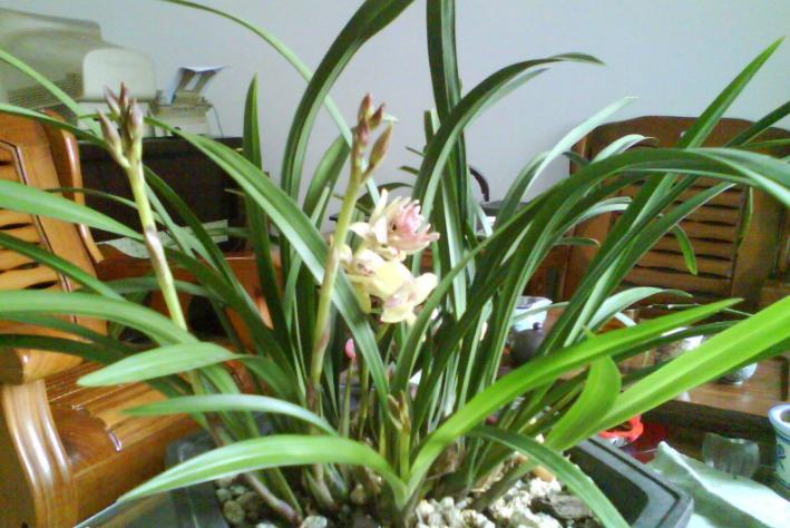 兰花奇草开奇花,适合新手养的兰花有哪些带图片