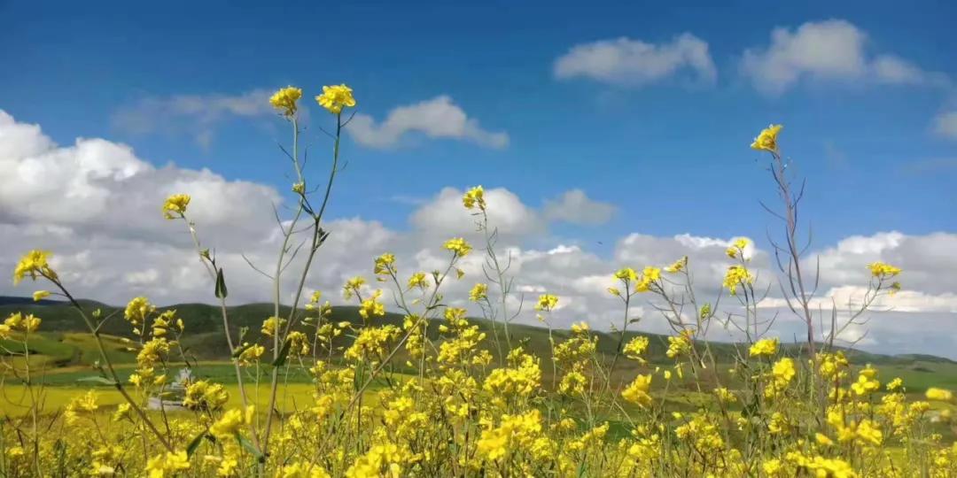 大山包风景区最新视频,太平国家森林公园有什么玩的