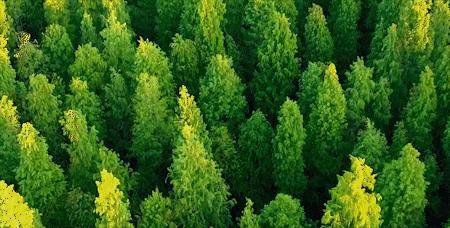 森氧之地，秋游必选！金湖万亩水上森林，真的别有趣味