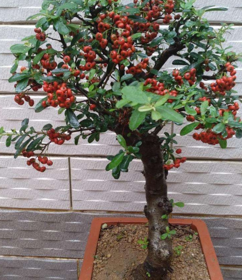 火棘盆景造型注意事项,火棘小叶小果盆景