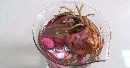 盆栽香水百合怎么养才能更旺盛,香水百合养花的技巧