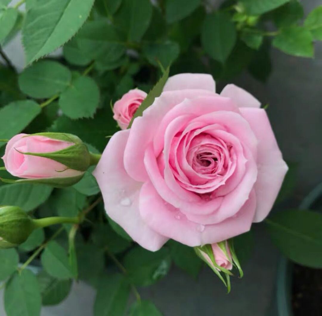 夏季月季怎样养才能长得茂盛,夏天如何养好月季花盆栽