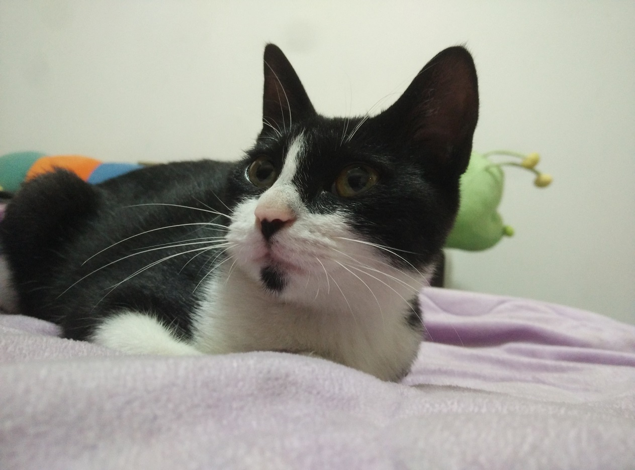 猫咪肾衰竭怎么在家治,猫咪得了肾衰竭会感染人吗