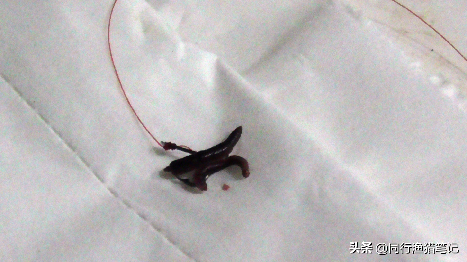 用蚯蚓钓鱼正确的挂钩方法,蚯蚓钓鱼挂钩最好方法图解