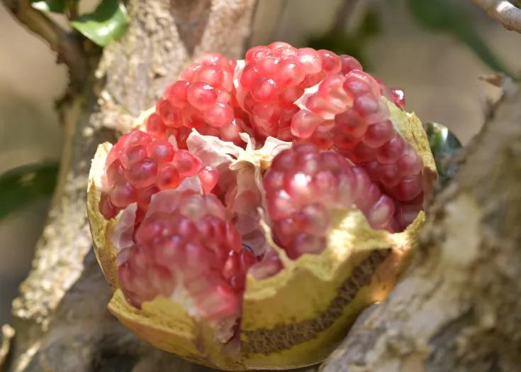 好吃不吐籽的突尼斯软籽石榴来了,被誉为可以吃的雅诗兰黛软籽石榴