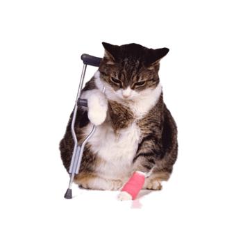 猫咪急救小常识,猫咪受伤怎么救治