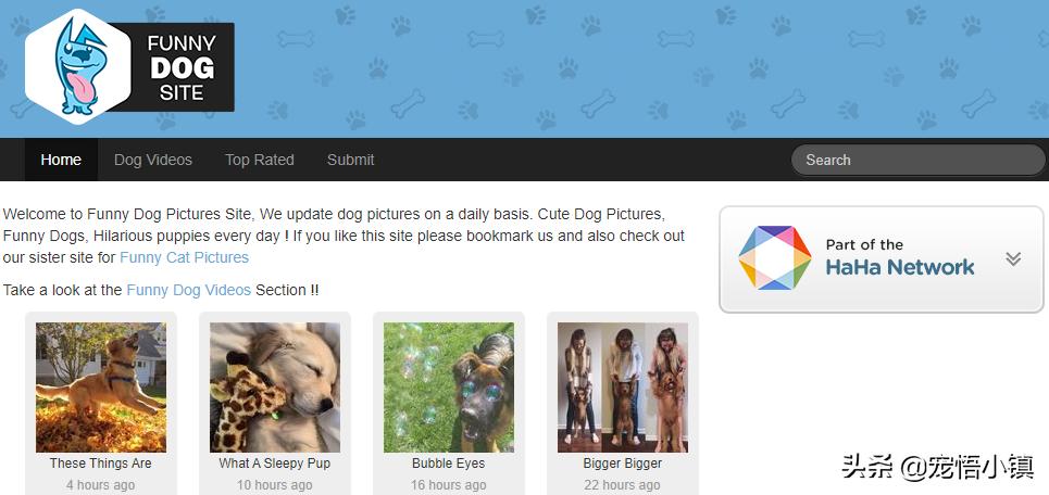 国外最热门宠物网站排名榜,宠物网站排行榜前十名