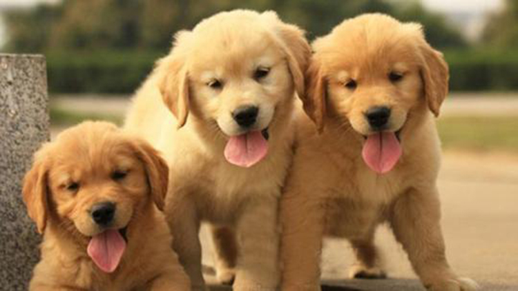 拥有这5个特征的狗狗很难养熟,拥有一只金毛犬是怎样的体验