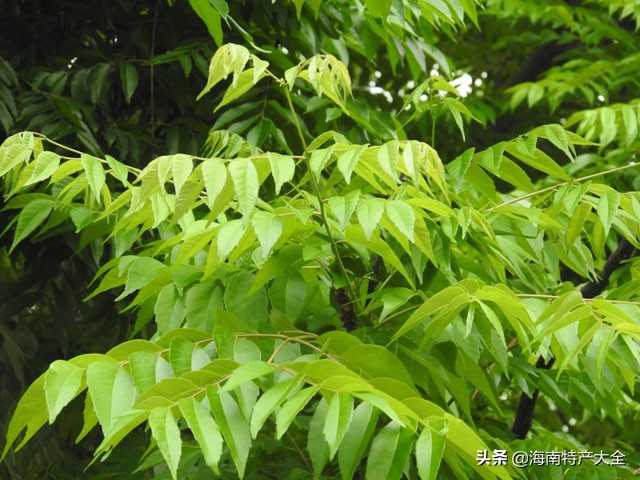 十分钟快速催熟一个芒果的方法,芒果比较快的催熟方法