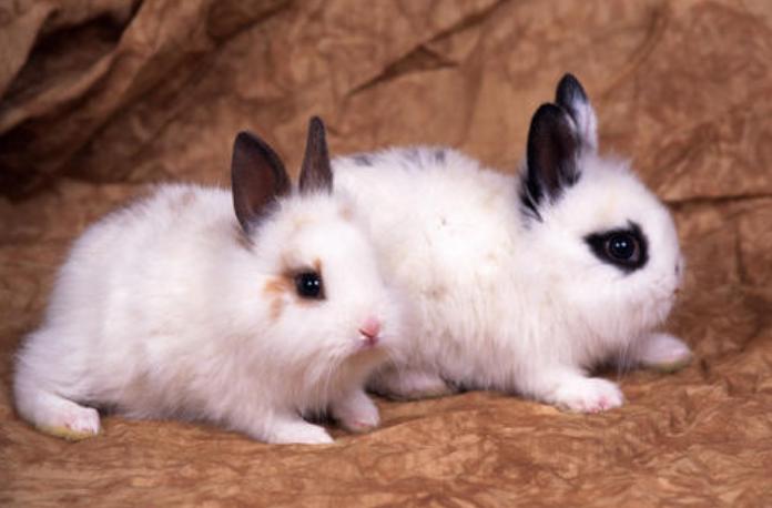 小兔洗澡真的会死吗,小兔洗澡不动怎么办