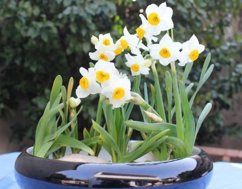 水仙花怎么养得又矮又壮开花快,不会养栀子花教你6个方法