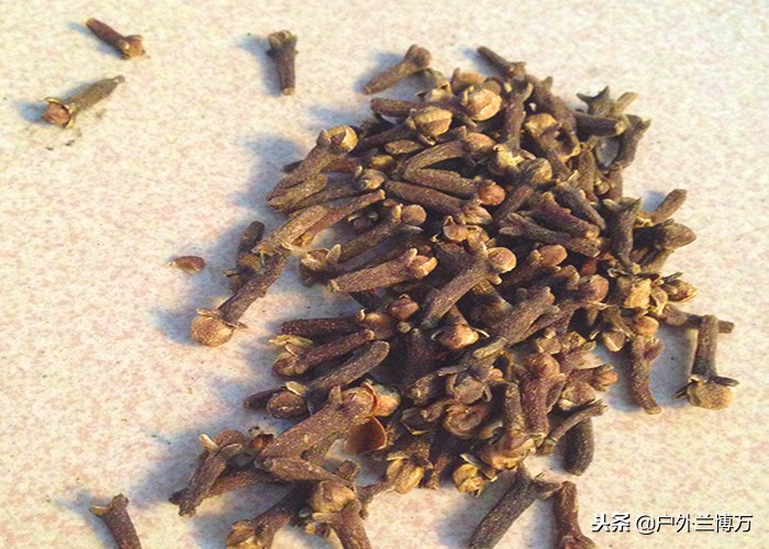 丁香油钓鱼窝料配方,新式丁香油钓鱼配方