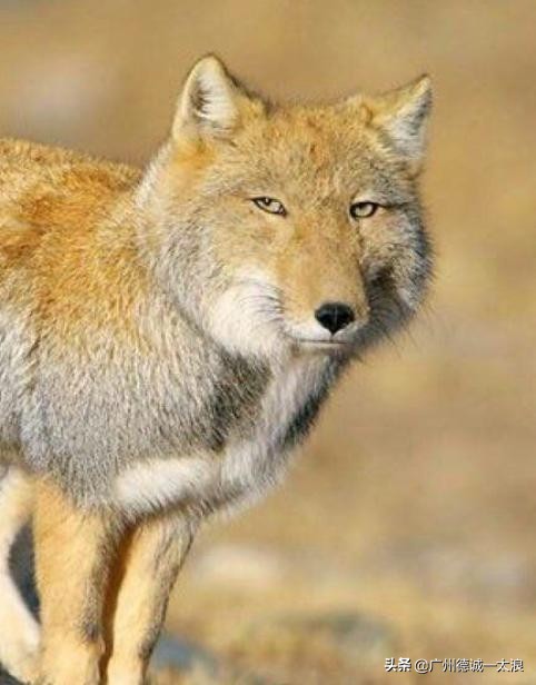 世界上十大很少见到的动物,世界上最受欢迎的动物排行榜