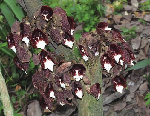 马兜铃科马兜铃属植物柔毛马兜铃,马兜铃目植物