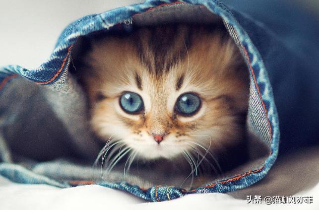 刚出生的小猫咪怕人怎么办,上门喂养遇见怕生的猫咪怎么办