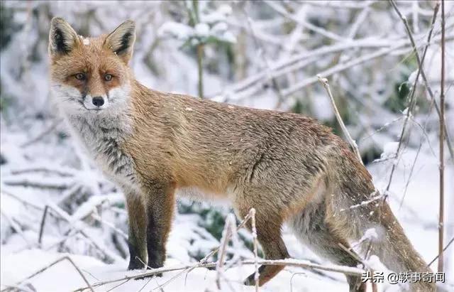 六种有灵性的动物不可杀,六大灵性的动物是什么