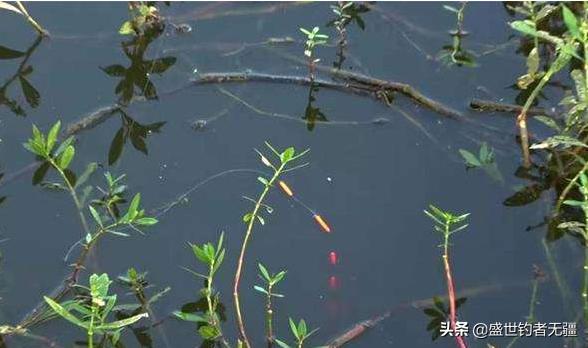 野钓走水七星漂调漂最佳方法,野钓七星漂掌握什么技巧