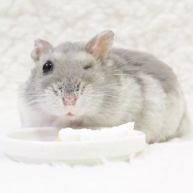 仓鼠躺手可爱,仓鼠躺手是好事吗