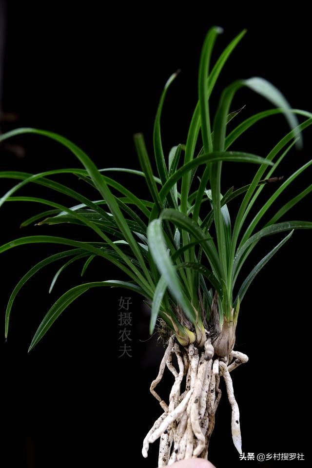 养好兰花注意这几点,养好兰花诀窍