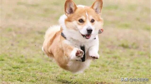 如何看柯基是不是正宗的,你对柯基了解吗