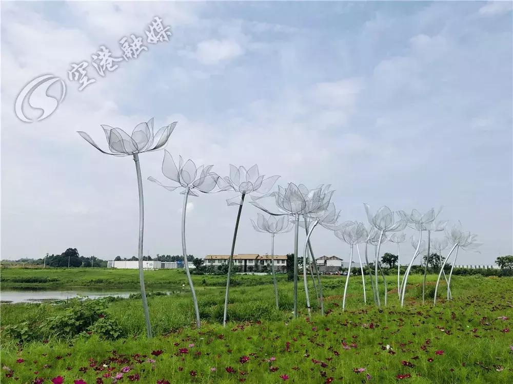 双流空港花田最新进展,双流空港花田开放了吗最新回复