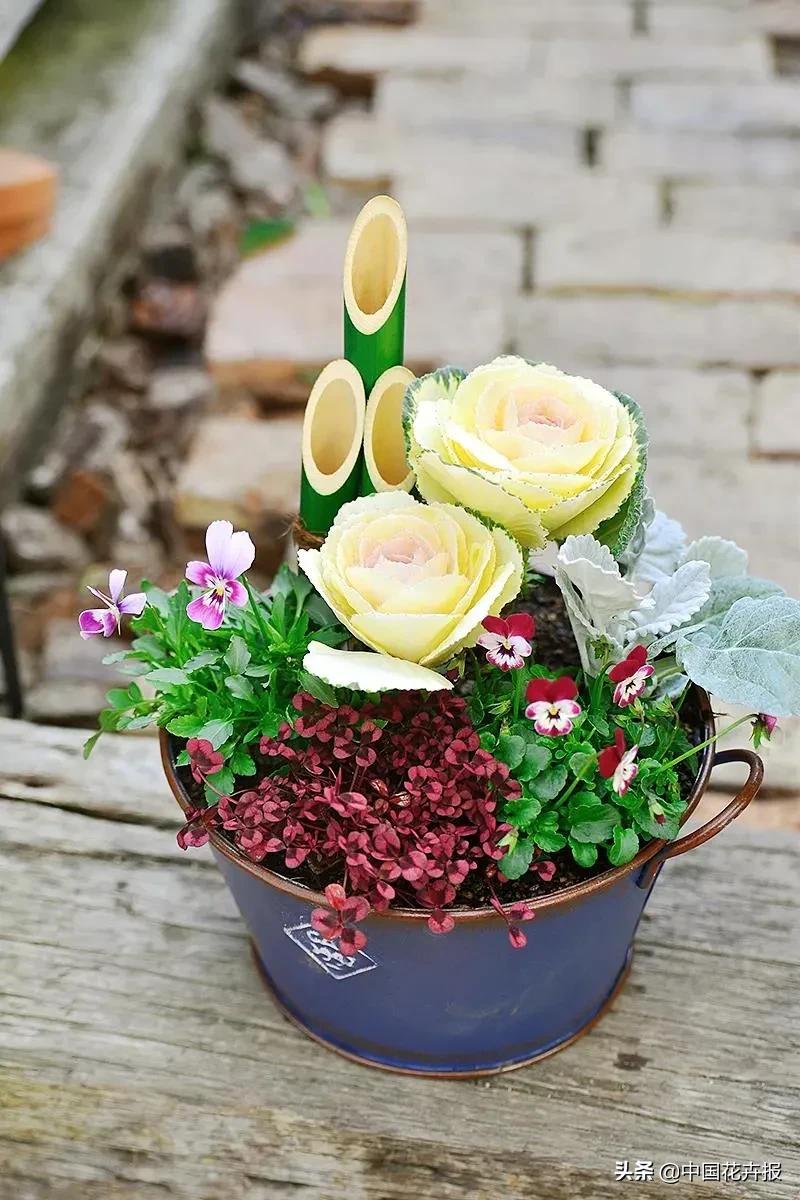 同样是“堇”，为什么“小兔子”这么有个性？