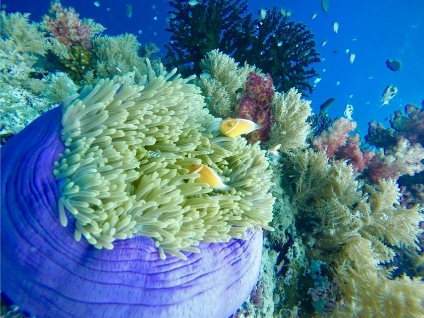 从A到Z，帕劳这个海岛国家远比你想象中更精彩