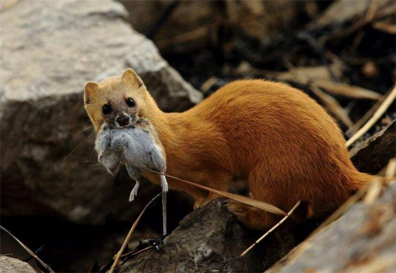 真正的黄鼠狼能不能吃,黄鼠狼死了能够吃吗
