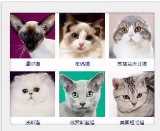 猫咪有哪些品种大全,不吃肉的猫咪是什么品种