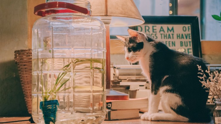 喵星人吃胖了的表现,喵星人怎么吃才会吃得少