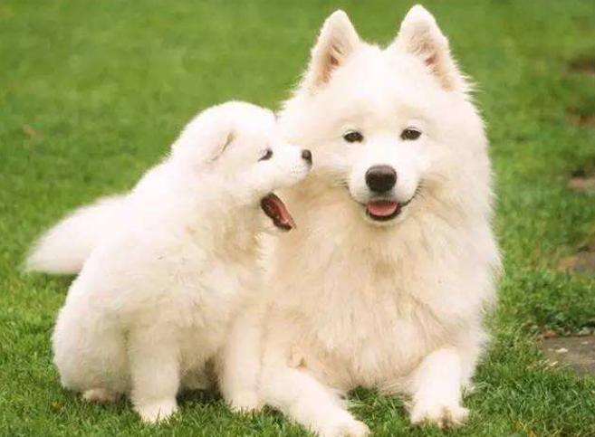 有一只太粘人的狗是什么体验？铲屎官哭诉：像是强塞了一个女朋友