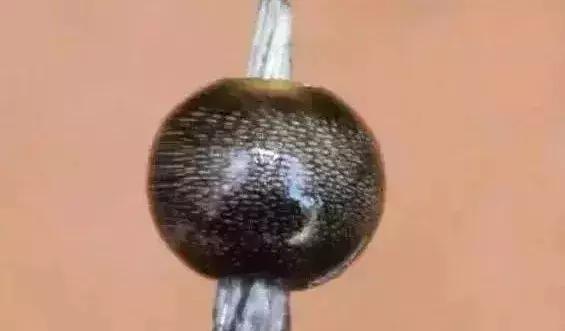 看了盗墓笔记后去盗墓的人,看了盗墓笔记电视剧还要看小说吗