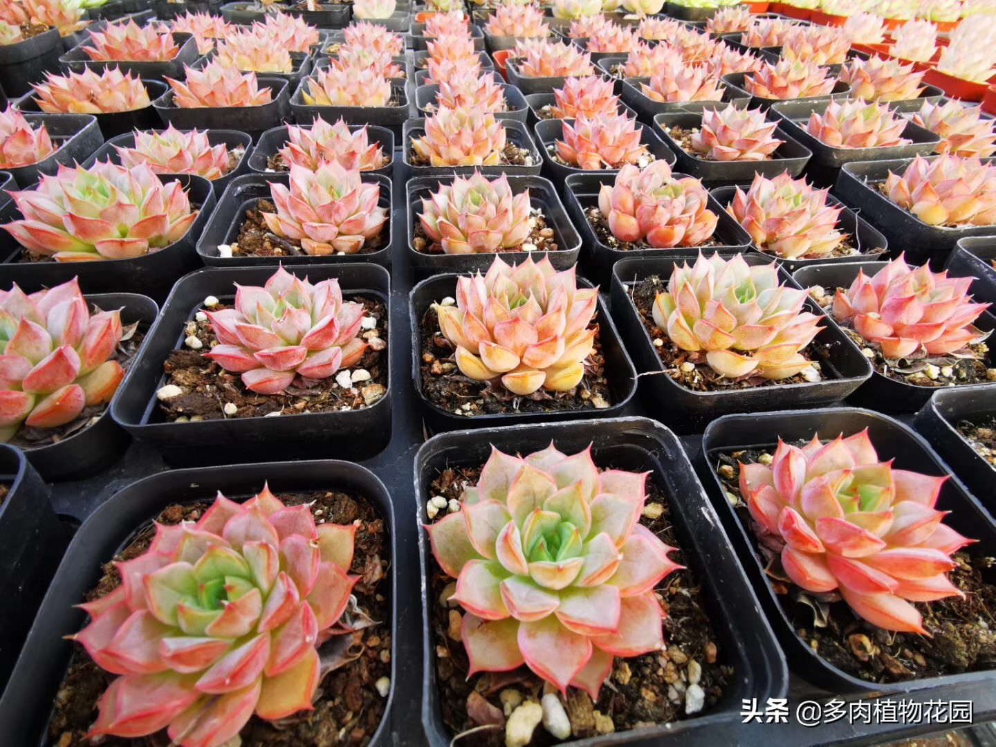 多肉要怎么才容易出状态,秋季阴雨天气多肉怎么养护