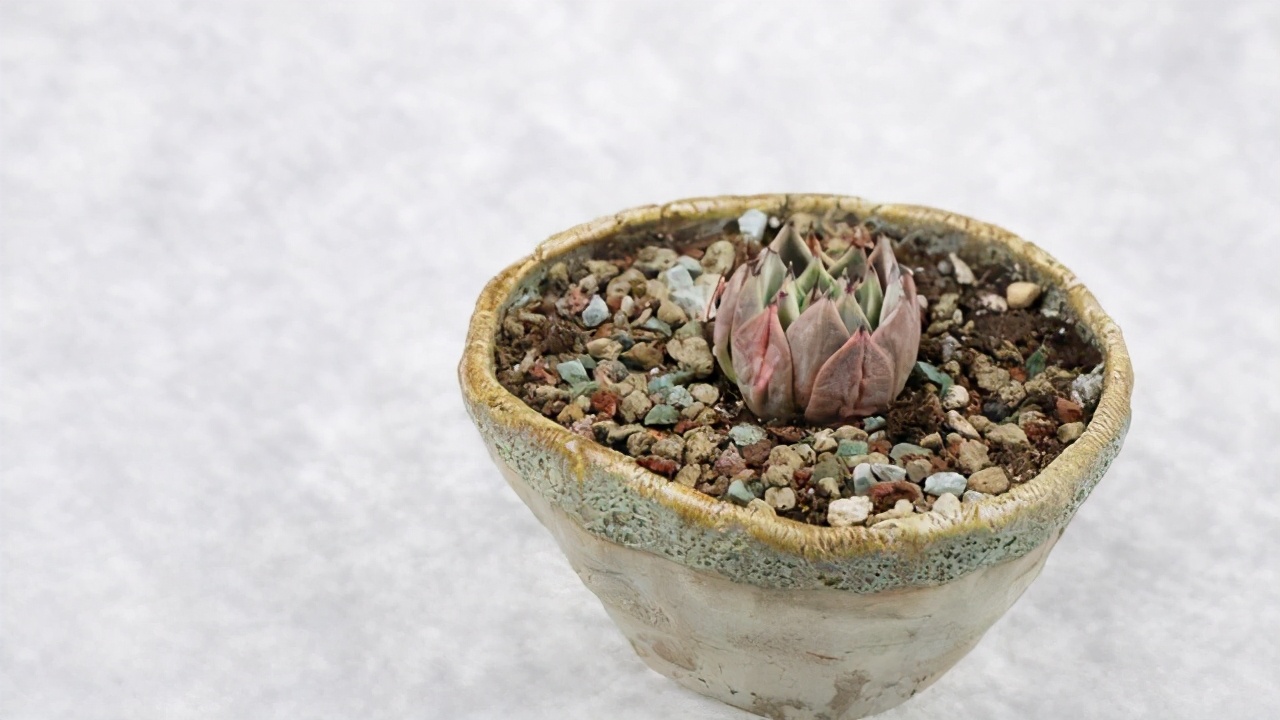 走进盆景世界领略盆景的魅力所在,浅谈盆景的大小与艺术价值