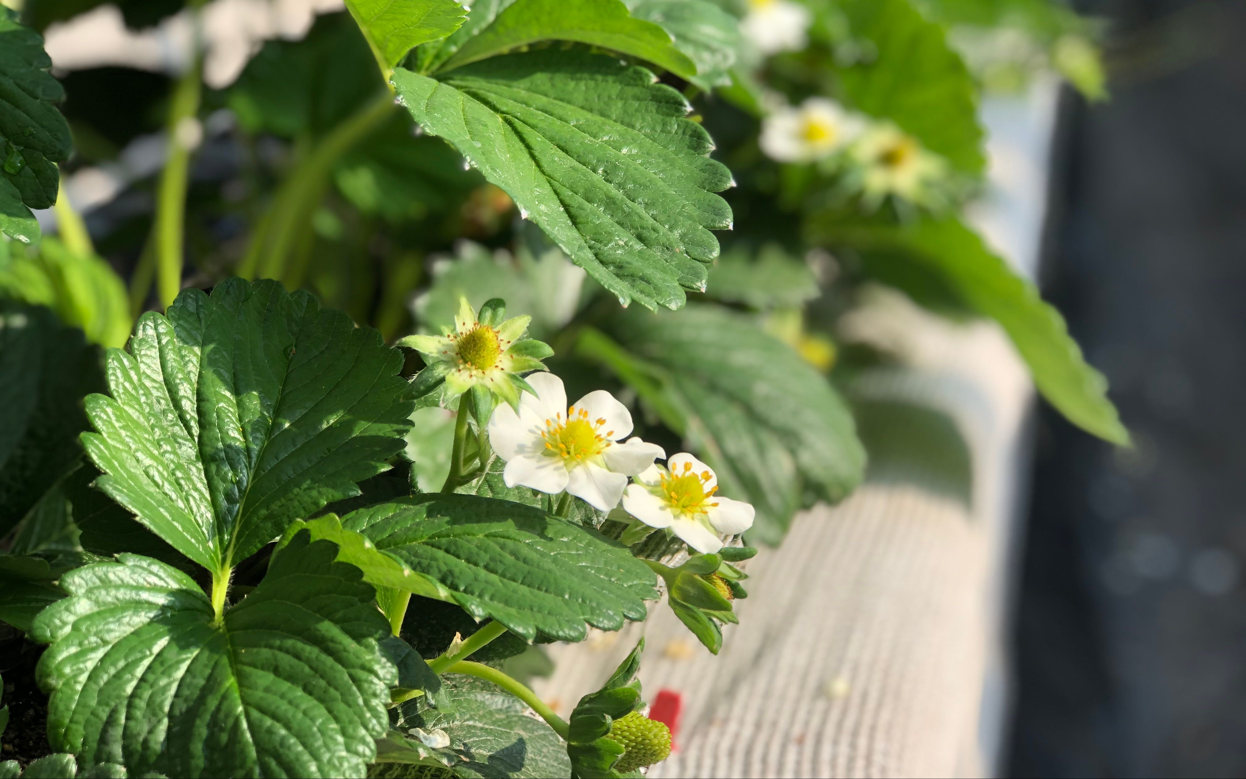 北方冷棚种植草莓,北京冷棚草莓种植