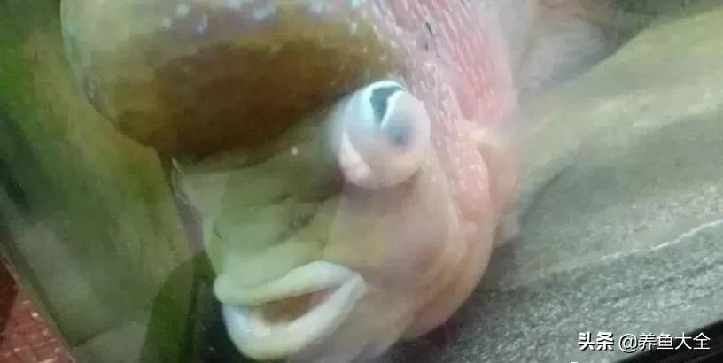 观赏鱼也有白内障，浅谈蒙眼病的防治