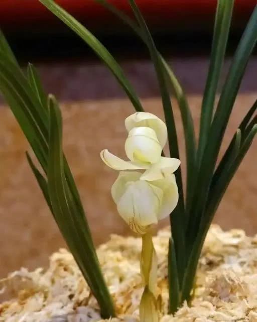 世界上十大鲜花排名图片,世界十大漂亮名贵花卉